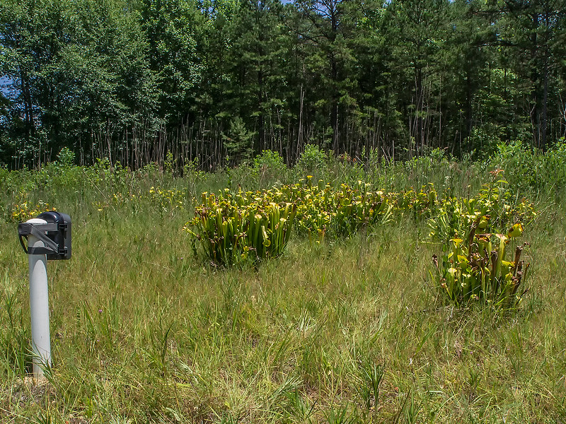 Camera monitoring several large clumps of pitcher plants