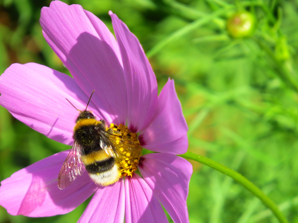 A Bumblebee On A Flower (ap4p0070) 