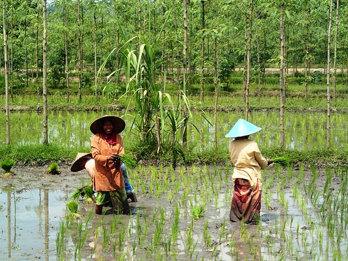 Planting a paddy field, Lombok, Indonesia