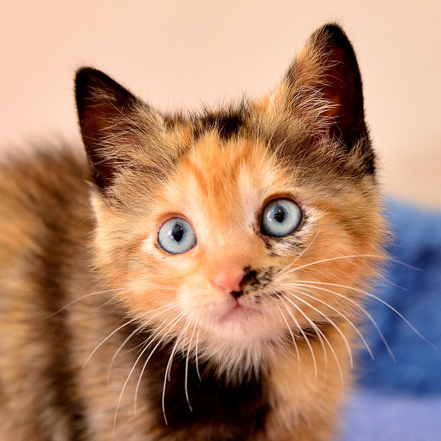 Delma, gatita carey de ojos azules, espectacular, nacida en Marzo´16, en adopción. Valencia. ADOPTADA. 26823906976_b9b08114fc_z