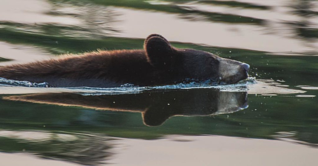 Resultado de imagem para american black bear swimming