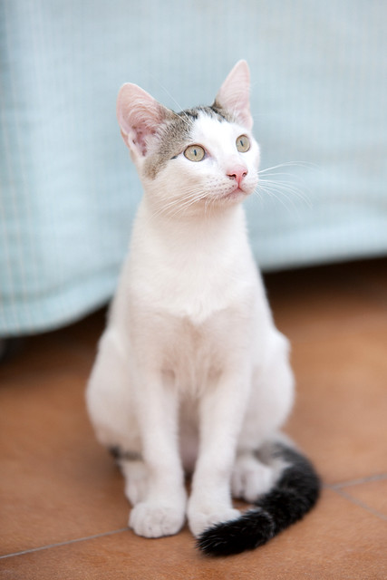 Nilo, gatito blanco con toques pardos súper bueno esterilizado, nacido en Marzo´16 en adopción. Valencia. ADOPTADO. 27894911110_e8e9f12686_z