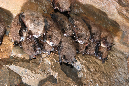 Little Brown bats found in Maine with white-nose syndrome