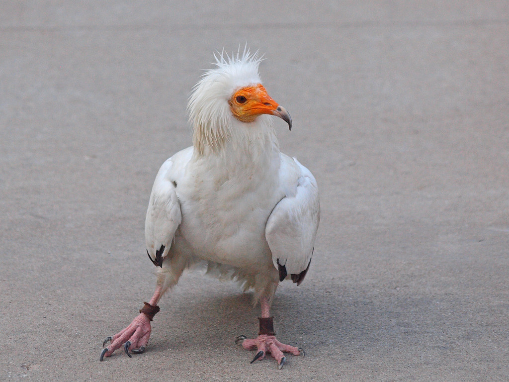 Pharaoh's Chicken | The Egyptian Vulture also called the Whi… | Flickr