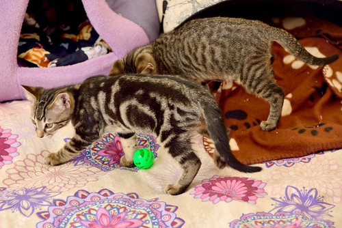Alexis, precioso y mimoso gatito Caoba Tabby esterilizado, nacido en Marzo´16, en adopción. Valencia. ADOPTADO. 27342985202_ec0b2be661