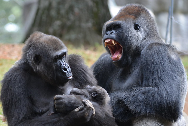 Its a Yawn, Don't jump to conclusions - Gorilla showing teeth | Flickr ...