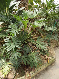 Philodendron sp. Xanada Araceae