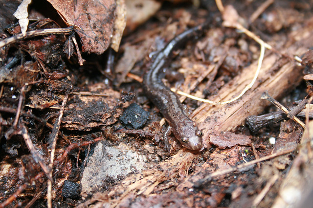 A Salamander found during a park event "The Salamander Meander" Grayson Highlands State Park, Virginia
