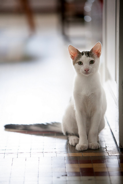 Nilo, gatito blanco con toques pardos súper bueno esterilizado, nacido en Marzo´16 en adopción. Valencia. ADOPTADO. 28141630116_273b9fe836_z