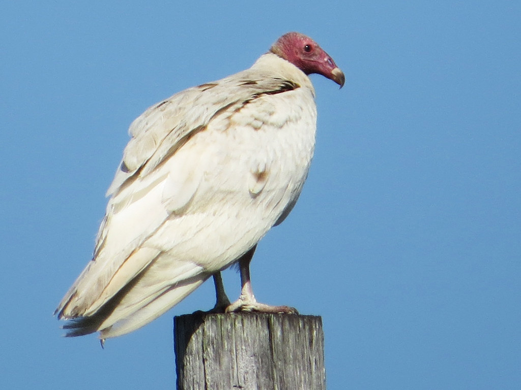 Leucistic Turkey Vulture Lower Matecumbe Key Monroe Co F Flickr