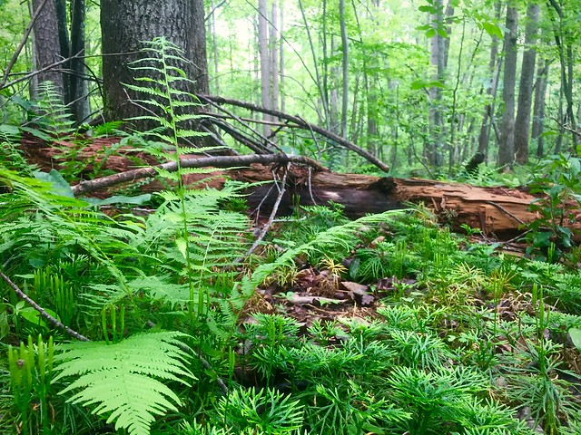 Ferns blanket the forest floor creating a prehistoric vibe at Holliday Lake State Park in Virginia
