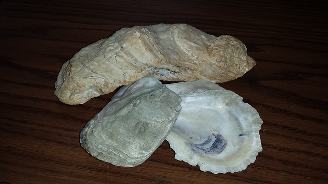 Oysters caught in the Northern Neck at At Belle Isle State Park in Virginia