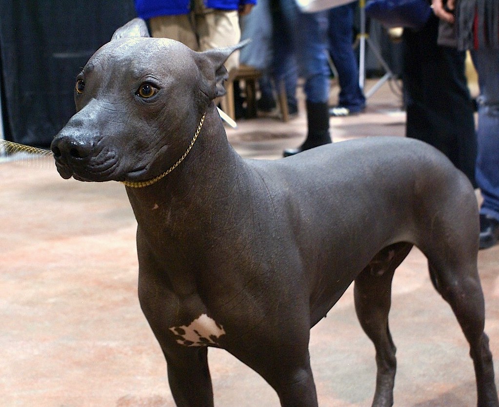 Xoloitzcuintli (Mexican hairless dog) | Terms of Use: Please… | Flickr