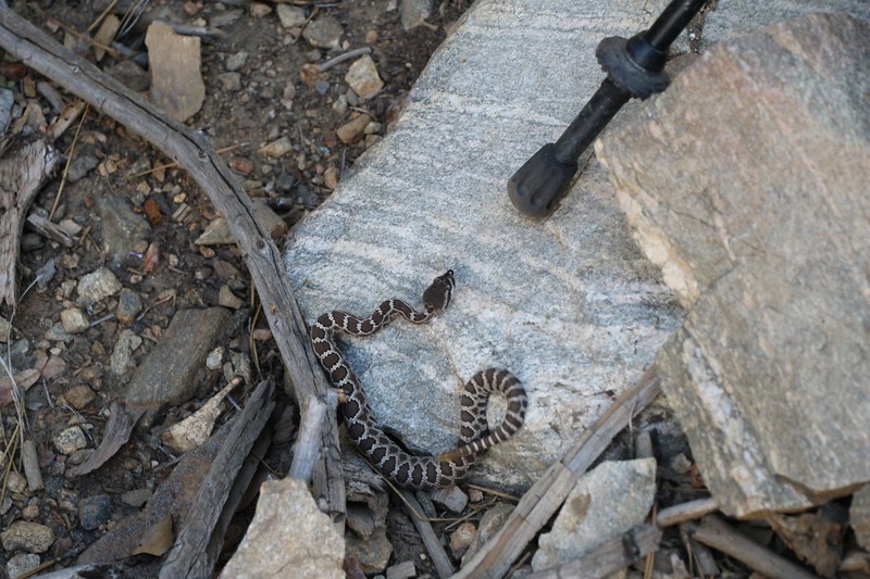 That's a hiking pole tip, to give a sense of scale to the baby rattlesnake we found on the Momyer Trail