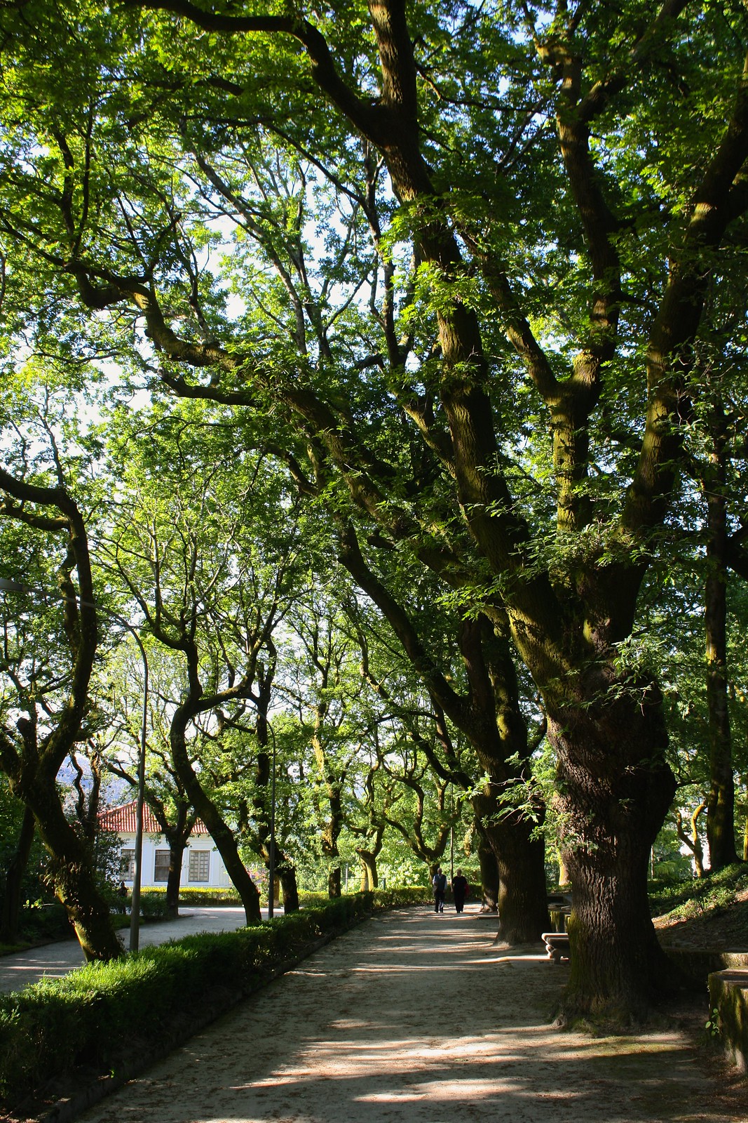 Tree-lined pathway in the Alameda park, Santiago de Compostela, Spain