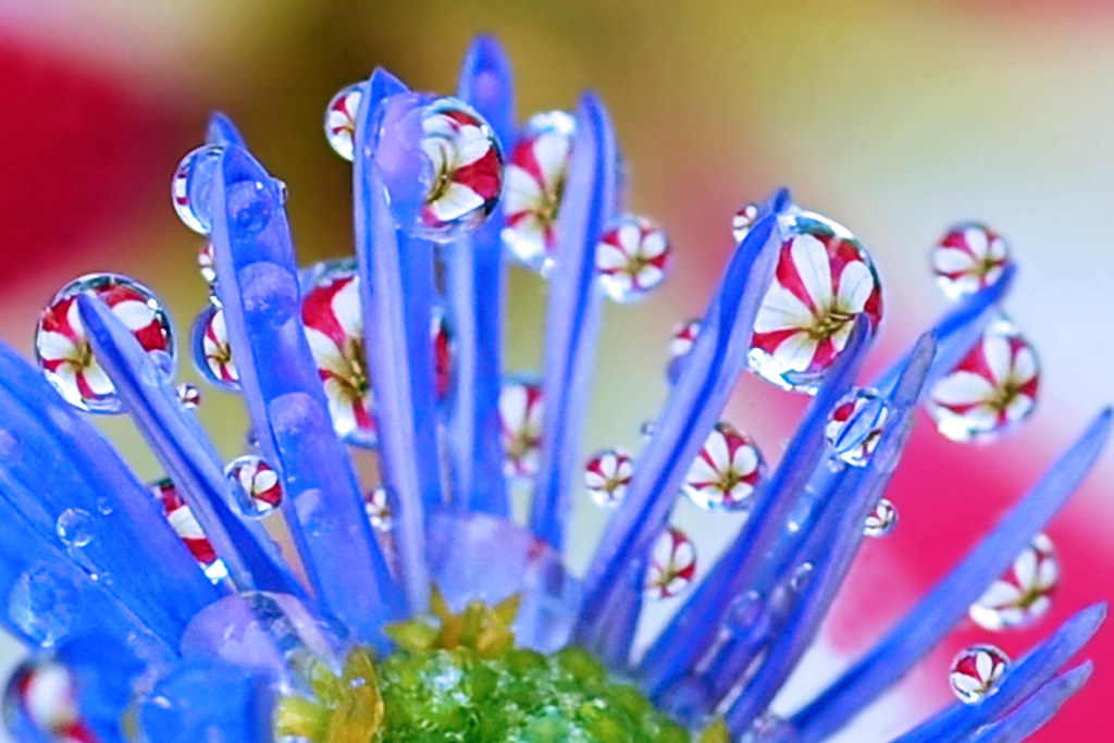 Peppermint petal puddles water drops refract the image of … Flickr