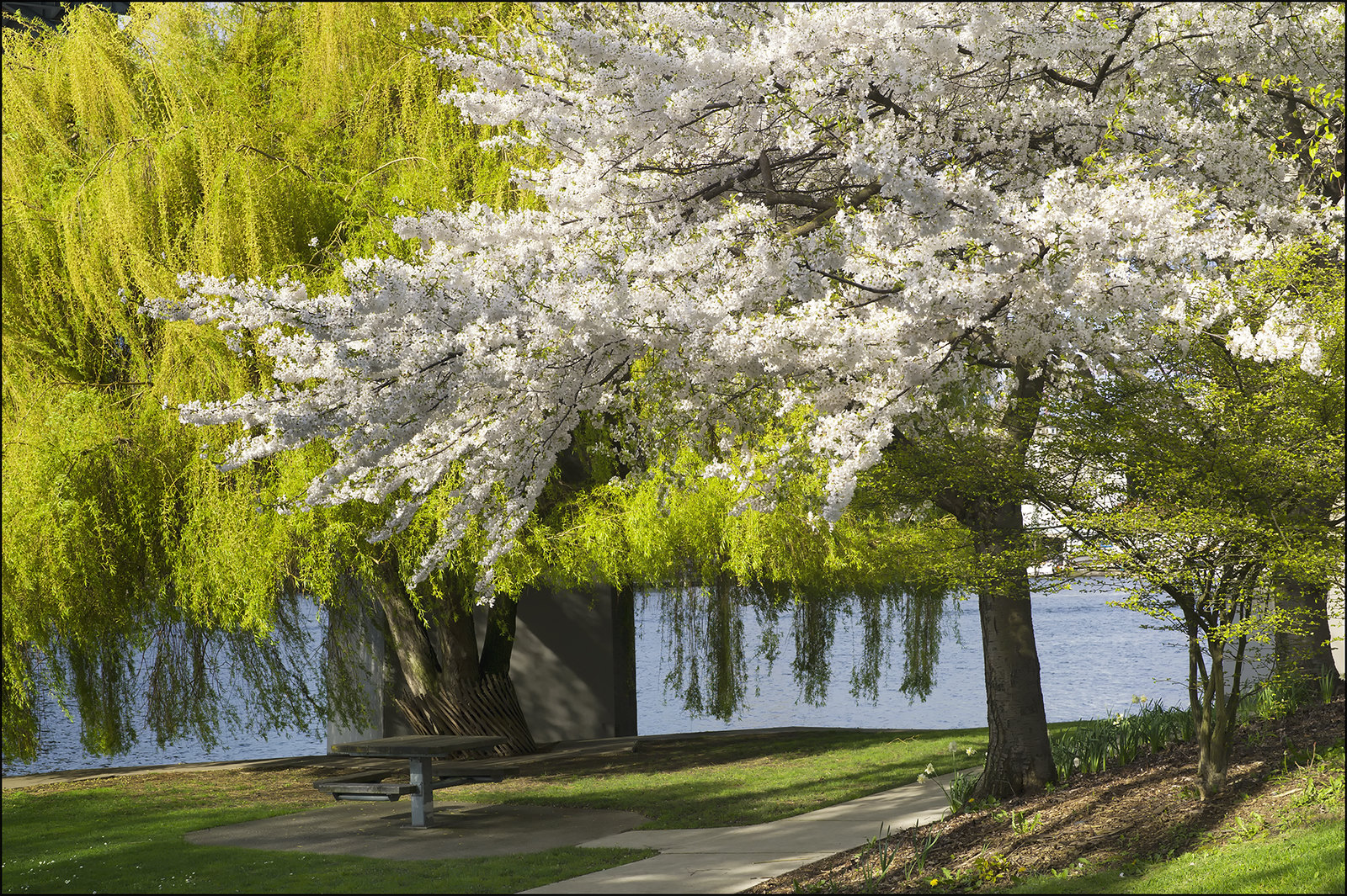 Cherry & Willow Trees