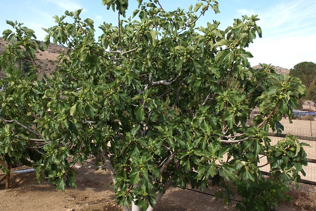 Kadota Fig Tree | Flickr - Photo Sharing!
