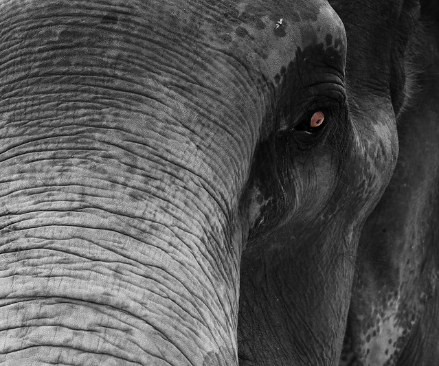 Asian Elephant - Sri Lanka