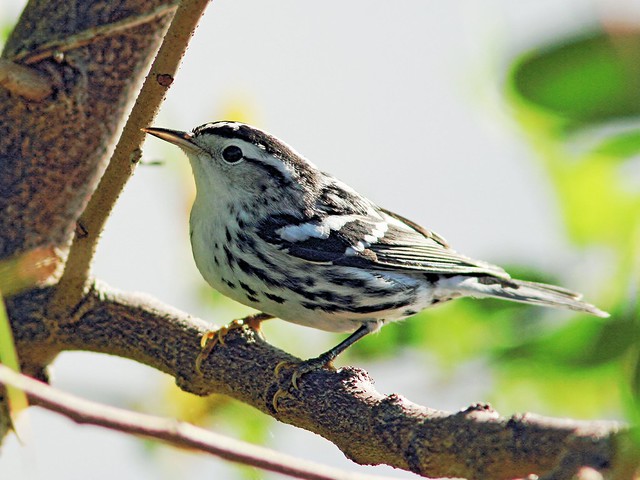 Black-and-white Warbler 2-20131017