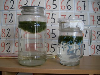 foto 9 Alle 10, troviamo le bolle e le alghe in alto. Allora vuol dire che le bolle vengono da dentro il vaso.
