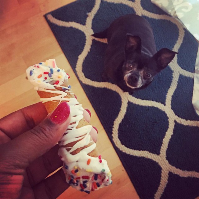 She is zoned in on this birthday cannoli - also who knew they made cannoli's for dogs?! Happy birthday Cher! #cherstagrams #dogbirthday