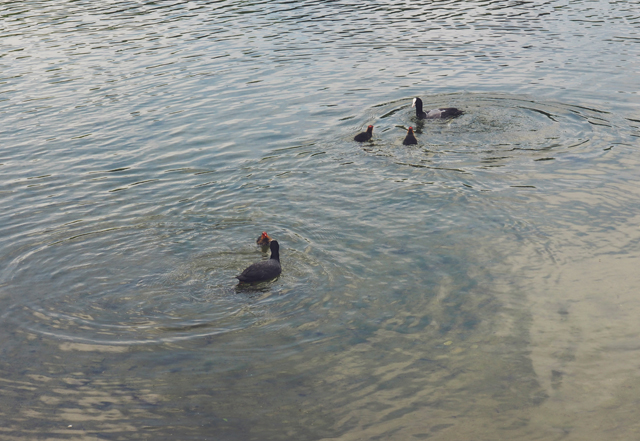 Birds on Stourhead lake