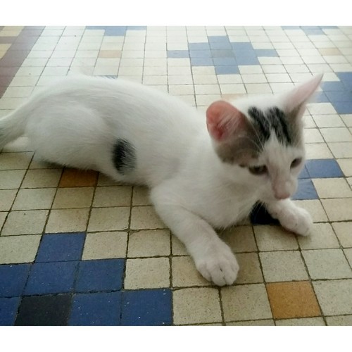 Nilo, gatito blanco con toques pardos súper bueno esterilizado, nacido en Marzo´16 en adopción. Valencia. ADOPTADO. 27812045355_0b103b8c51