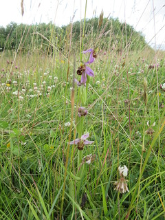 Bee orchid in the meadow