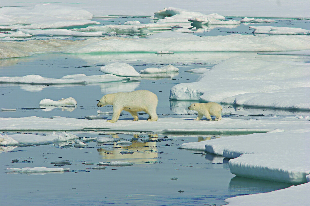 polar bear and cubs