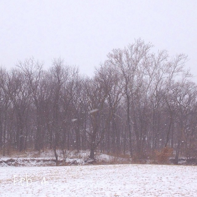 35 | 365 Trees #cy365 #captureyour366 #trees #snow #winter #midwest  So yesterday as I stood in my drive there was snow on the ground. By the afternoon it was melted and he drive dry. Today? More snow. Gotta love the Midwest. ❄️