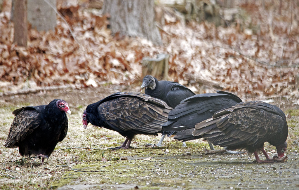 turkey-vs-vulture-two-black-vultures-and-three-turkey-vult-flickr