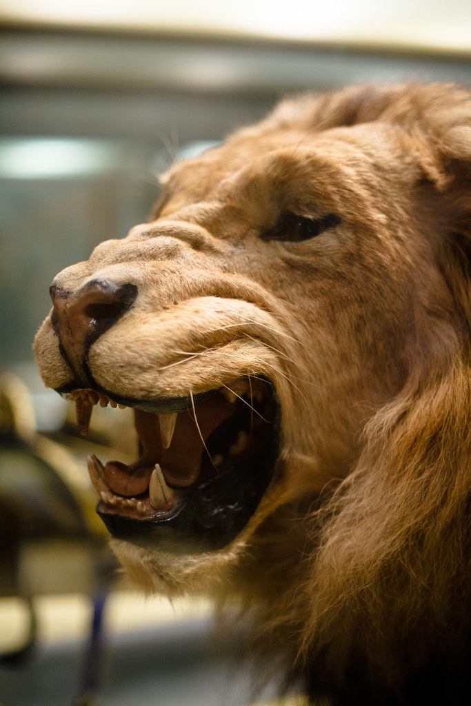 taxidermied lion displayed at 1893 World's Fair - Field Museum of ...