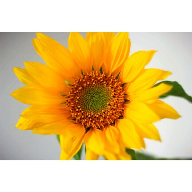 17 Bunga  Matahari  Bahasa  English Koleksi Bunga  HD