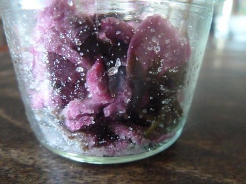 cherry blossoms preserved