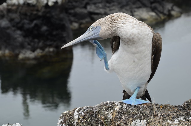 Piquero de patas azules (Islas Galápagos, Ecuador)