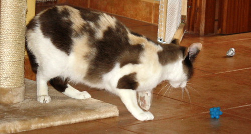 Ummi, gata Siamesa tricolor muy dulce y juguetona tímida nacida en 2013, en adopción. Valencia. ADOPTADA. 27299990852_de5a387f67