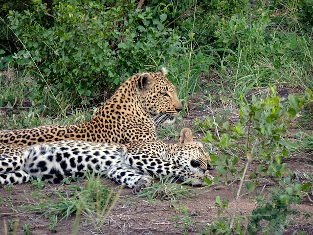 Lion Sands Safari Day 3- Leopards