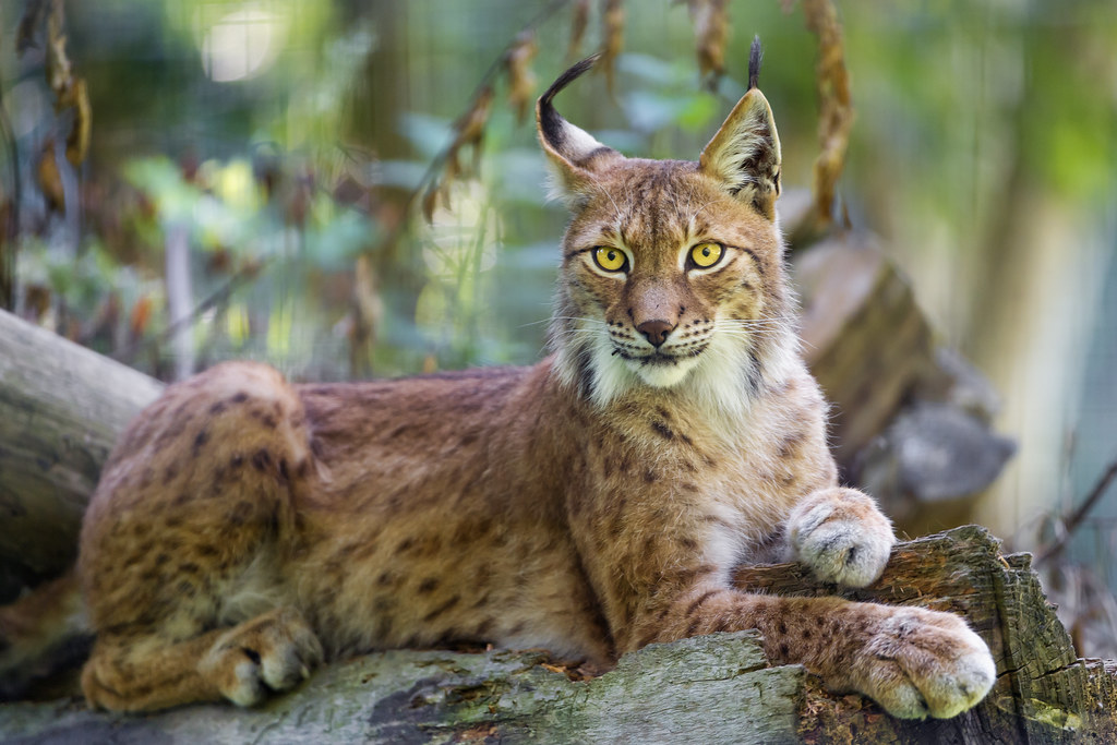 Posing siberian lynx The same lynx, posing even nicer, on … Flickr