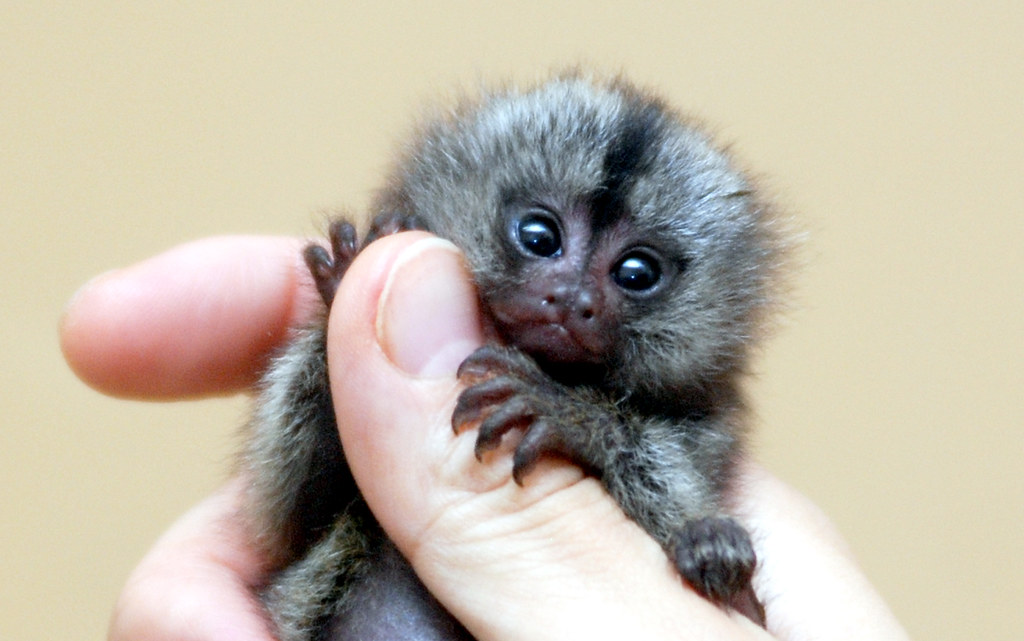 Marmoset monkey | Marmoset monkey @ everland.korea | IN CHERL KIM | Flickr