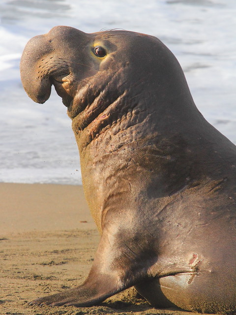 IMG_4962 Elephant Seal
