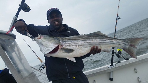 Photo courtesy of Charles Vinson, showing a trophy sized striped bass