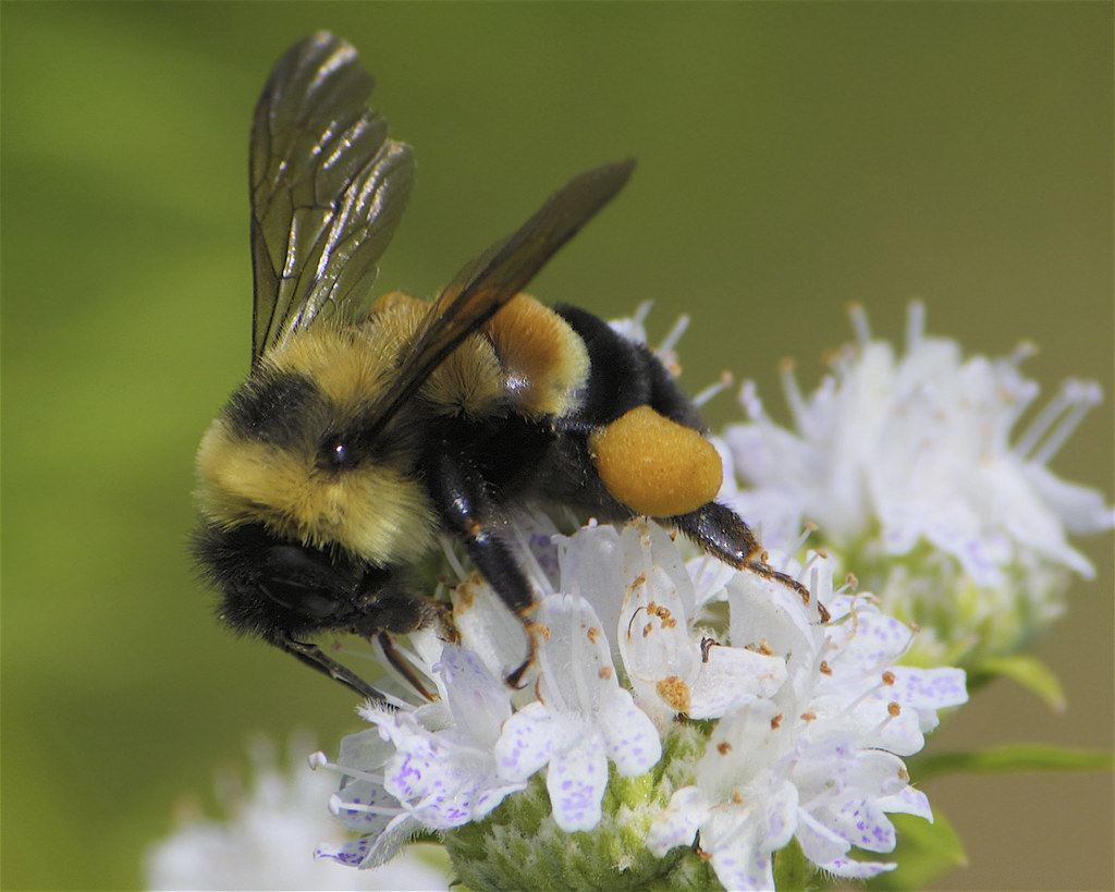 Rusty-patched Bumblebee | Bombus affinis | Dan Mullen | Flickr