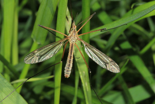 Tipula vernalis 16522