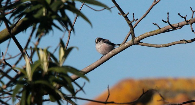 Long Tailed Tit 1