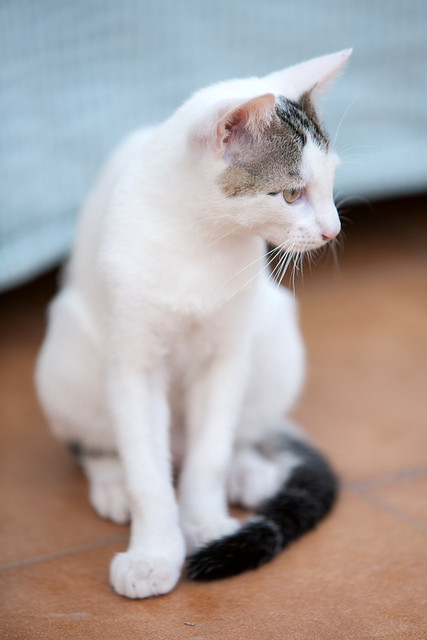 Nilo, gatito blanco con toques pardos súper bueno esterilizado, nacido en Marzo´16 en adopción. Valencia. ADOPTADO. 28141625896_607a2721c3_z