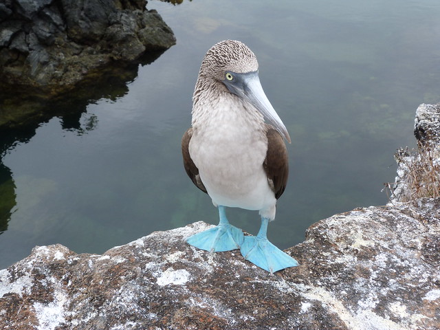 Piquero de patas azules de Islas Galápagos