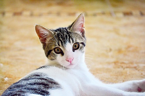 Denver, gatito blanquipardo monísimo y juguetón, nacido en Marzo´16, en adopción. Valencia. ADOPTADO. 28154549015_5b163159a2