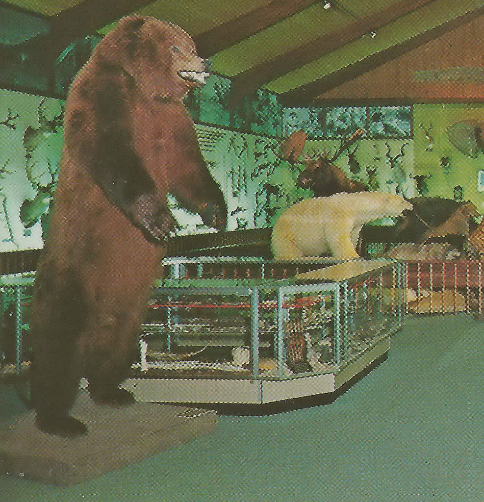 NE Grayling MI 1960s TROPHYS Fred Bear Museum Fred was Ame… | Flickr