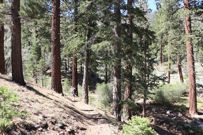 We descend into Arrastre Creek with plenty of big pines near PCT mile 255
